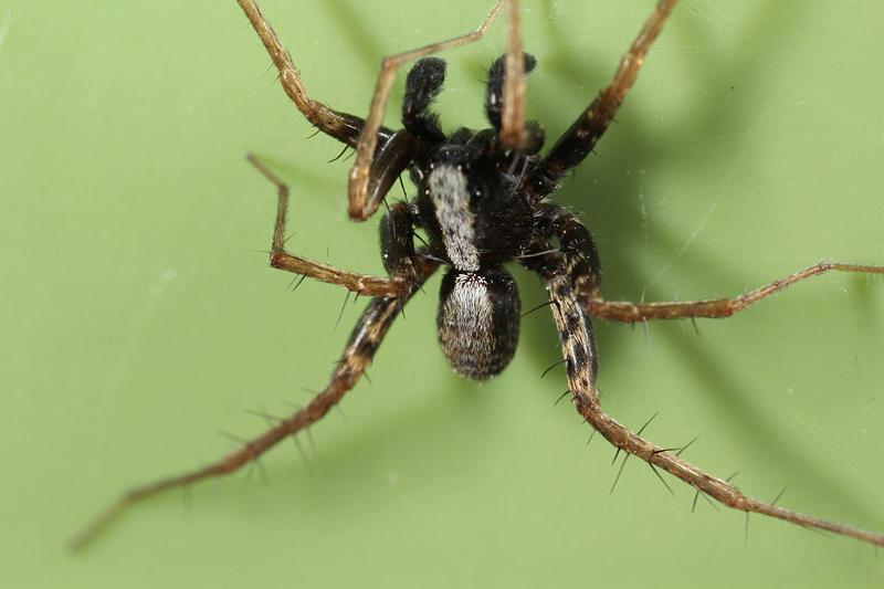 Pardosa_lugubris_D7404_Z_88_NP De Hoge Veluwe_Nederland.jpg